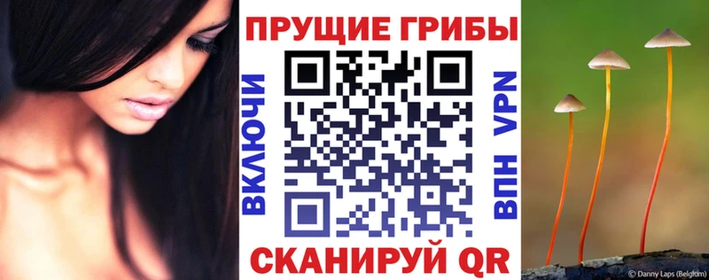 Галлюциногенные грибы Psilocybe  Порхов 
